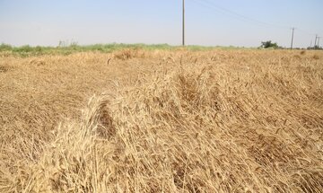 پایان کار برداشت گندم از مزارع خرمشهر