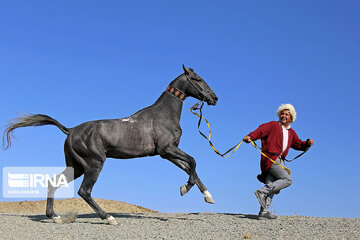آغاز جشنواره زیبایی اسب اصیل ترکمن در کلاله گلستان