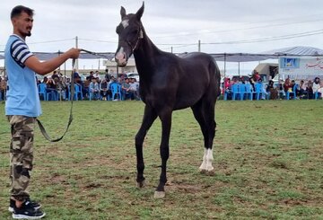 برترین‌های جشنواره زیبایی اسب ترکمن در کلاله معرفی شدند