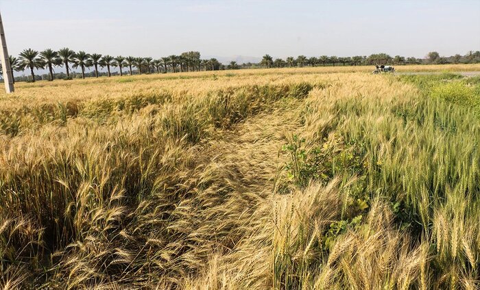 کشاورزان گندمکار خوزستانی: صدای ما را به گوش مسئولان برسانید