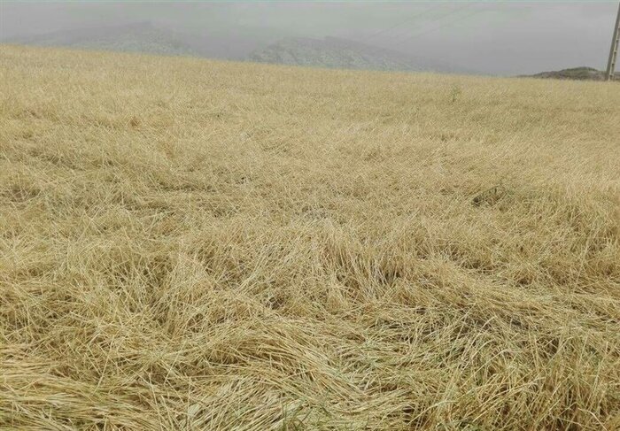 کشاورزان گندمکار خوزستانی: صدای ما را به گوش مسئولان برسانید