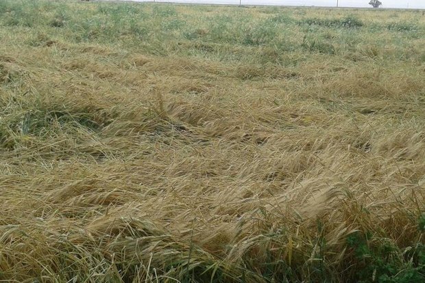 کشاورزان گندمکار خوزستانی: صدای ما را به گوش مسئولان برسانید