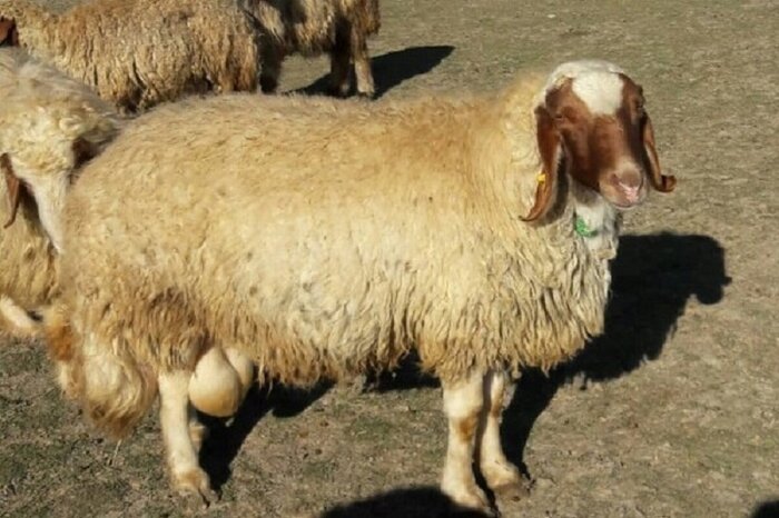 موفقیت محققان کرمانشاهی در افزایش ۶۰ درصدی دوقلوزایی در گوسفند نژاد سنجابی