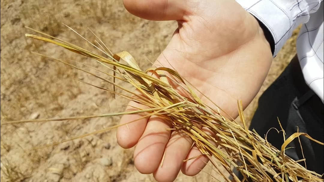 کشاورزان گندمکار خوزستانی: صدای ما را به گوش مسئولان برسانید کشاورزان گندمکار خوزستانی: صدای ما را به گوش مسئولان برسانید