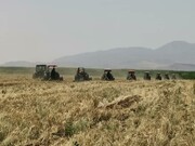 برچیدن مزارع آلوده به فاضلاب شیراز؛ نابودی تمام اراضی در سه مرحله