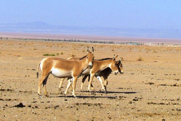 برمودای سکوت در «کویر گرمسار»