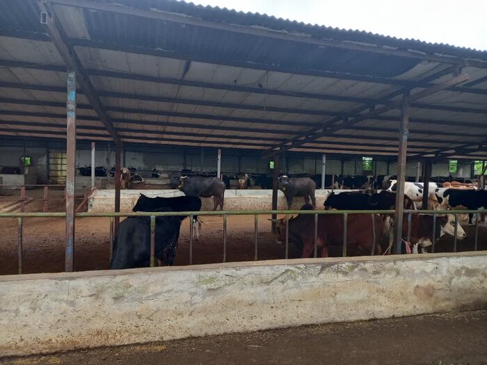 وزیرجهاد کشاورزی :نهادههای دامی با قیمت مناسب تامین می شود