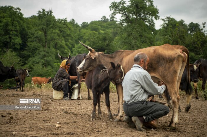 وزیرجهاد کشاورزی :نهادههای دامی با قیمت مناسب تامین می شود