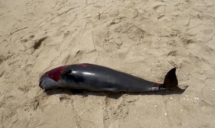 فیلم| مرگ یک بچه دلفین در دریای کیش