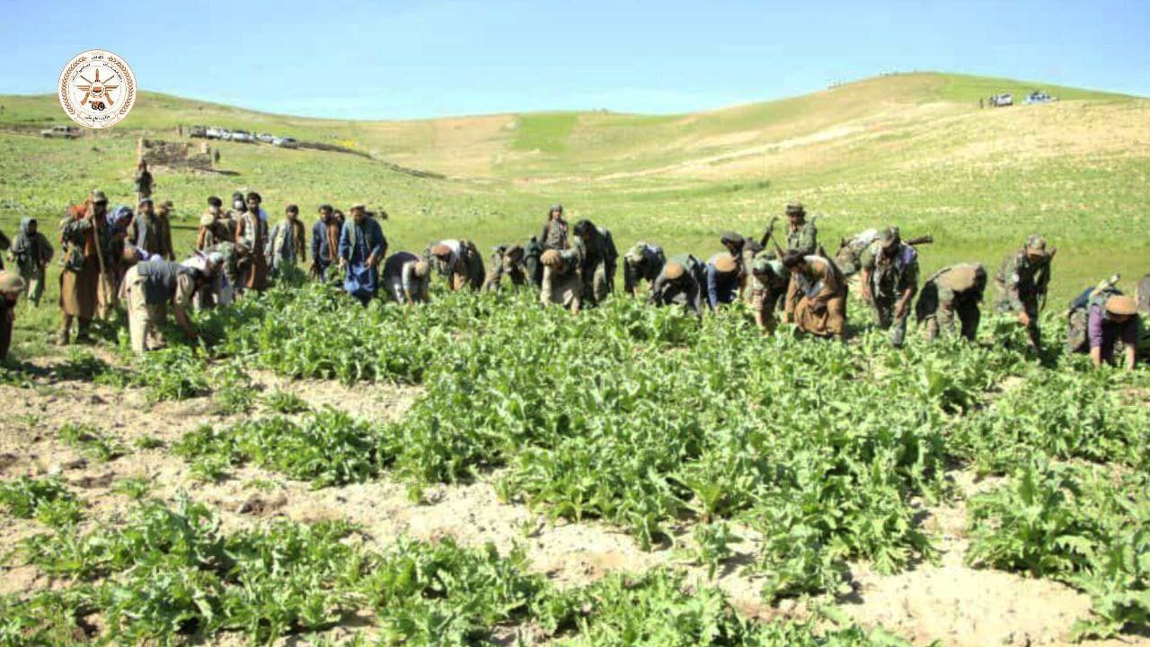  پنج‌هزار جریب زمین کشت کوکنار در بدخشان تخریب شد 