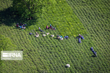 خرید ۴۵ هزار تن برگ سبز چای/ استحصال بیش از ۱۰ هزار تن چای خشک