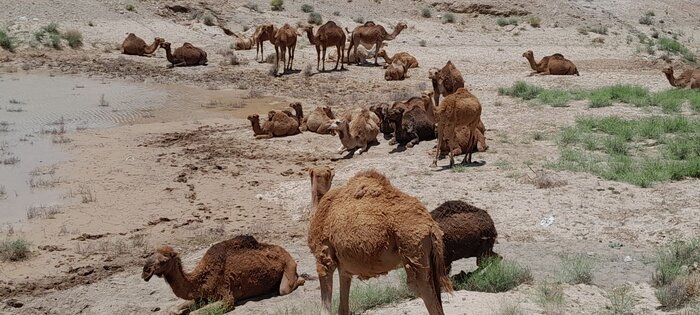 شترهای سرگردان جاسک؛ معضلی دیرینه‌ که راهکار اساسی نیاز دارد