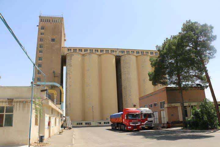 ۶۰ هزار تن گندم در شهرستان ورامین تولید می شود