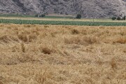 خسارت‌های باران به کشاورزی ممسنی فارس/ چه تدابیری اتخاذ شد؟