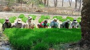 کشت برنج در سطح ۴۲۰ هکتار از مزارع سرباز آغاز شد