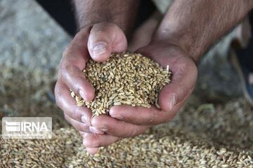 واکنش جهاد کشاورزی فارس به کلیپ منتشر شده «اختلاط خاک با گندم»