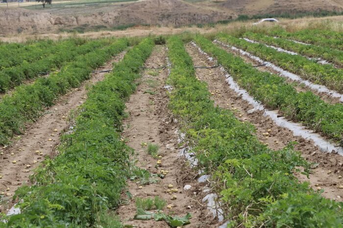 خسارت‌های باران به کشاورزی ممسنی فارس/ چه تدابیری اتخاذ شد؟