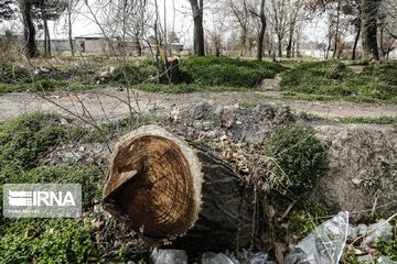 تایید خشکاندن و قطع ۱۶ هزار درخت در پارک‌های جنگلی تهران