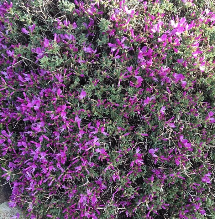 عشایر با در دست داشتن پروانه تعلیف وارد لار شوند/ ورود آفرودسواران ممنوع