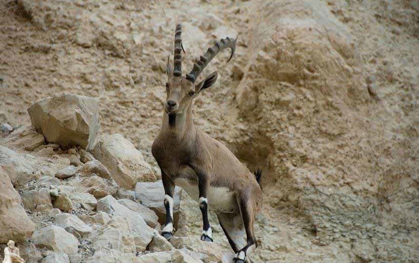بیشترین فراوانی گونههای جانوری آذربایجانشرقی کدامند؟ بیشترین فراوانی گونههای جانوری آذربایجانشرقی کدامند؟