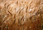 خرید گندم در گلستان از مرز ۹۰۰ هزار تن گذشت