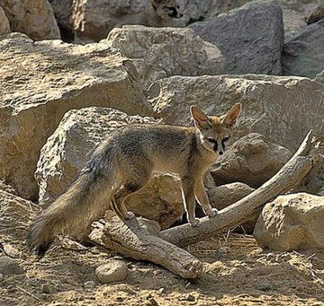ثبت نخستین مشاهده گونه شاه روباه در استان بوشهر