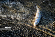 فیلم |صید ماهی یک متری از شالیزار مازندران
