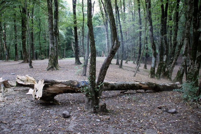 برخورد با قطع‌کنندگان درختان جنگلی مازندران در دستور کار ویژه دستگاه قضا