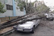 تندباد در اصفهان؛ خسارت به ۱۶ خودرو و سقوط ۵۴ درخت