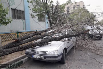 تندباد در اصفهان؛ خسارت به ۱۶ خودرو و سقوط ۵۴ درخت