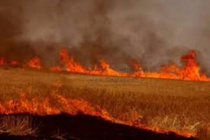 امسال ۳۵ هکتار از مزارع و باغات باشت در آتش سوخت