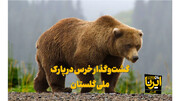 فیلم| گشت‌وگذار خرس در پارک ملی گلستان