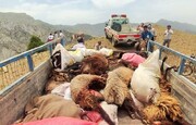 ۵۰ راس گوسفند در شهرستان «مانه» خراسان‌شمالی تلف شد + فیلم