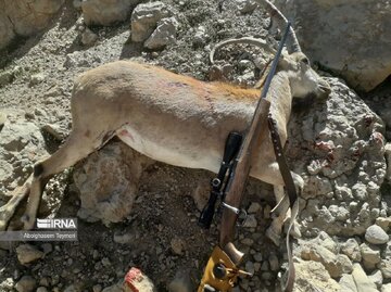 دستگیری پنج متخلف شکار و صید در سه شهر مازندران