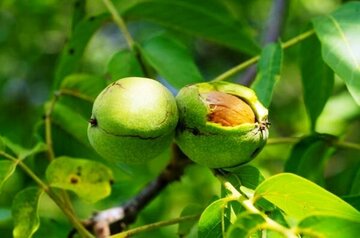 اصلاح ۷۰۰ درخت گردوی دامغان برای مقابله با سرمازدگی در حال اجرا است