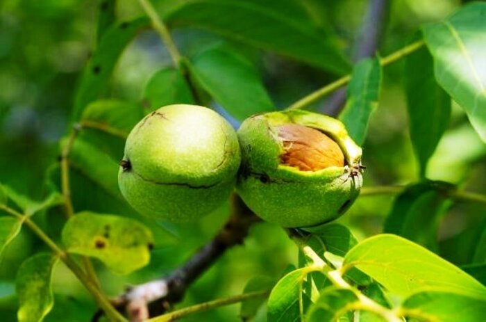 جهانی شدن گردوی تویسرکان با صنایع تبدیلی