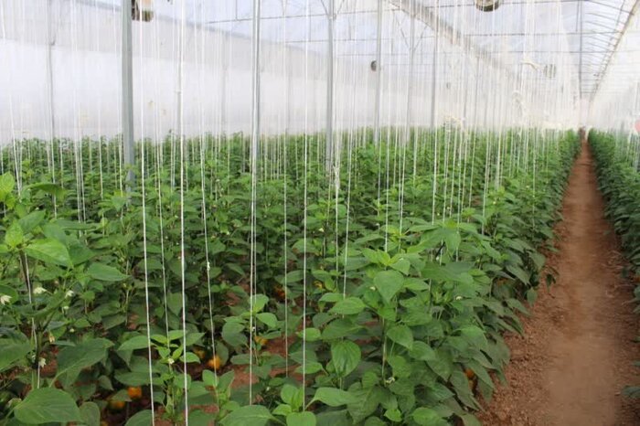 گامهای ماندگار دولت سیزدهم در رونق اقتصادی چهارمحال و بختیاری