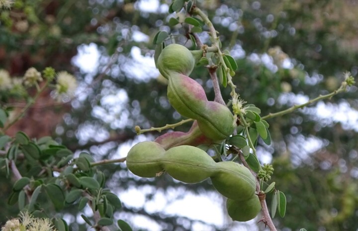 "جنگل جلیبی" درختی زینتی با میوه‌هایی پروتئینی در نیکشهر