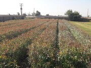 استاندار: کسب و کار کشت درخت اکالیپتوس با محوریت مردم در خوزستان رو به رشد است