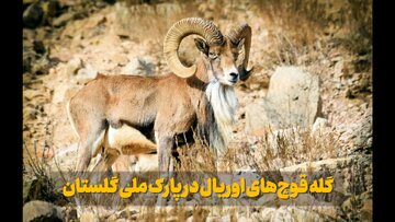 فیلم| گله قوچ‌ها در پارک ملی گلستان