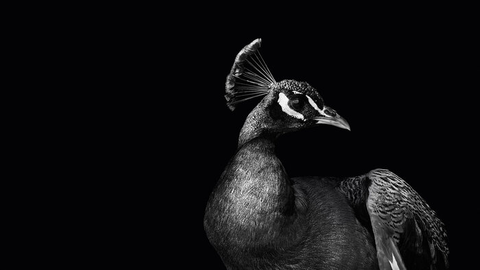 عکاسی که برای فرار از جنگ به طاووس‌ها پناه برد+ فیلم