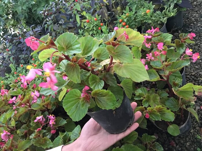 گلهایی که در تمام سال شکوفا میشوند