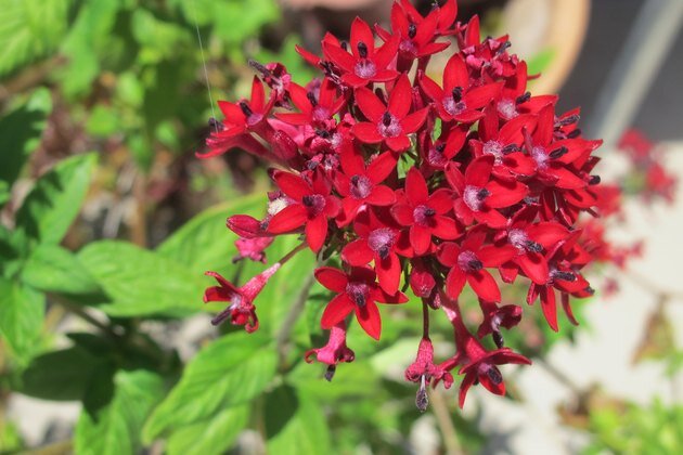 گلهایی که در تمام سال شکوفا میشوند