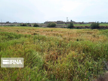 مشاهده آفت زنگ زرد در مزارع بویراحمد/ احتمال خسارت های گسترده برای کشاورزان