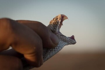 Dans le désert le plus chaud du monde