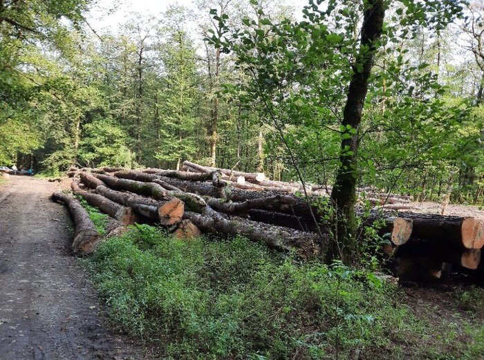 تخریب اراضی «لهاش الیمستان» خنجری دیگر بر پیکر هیرکانی