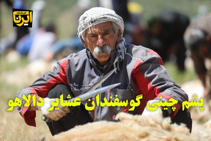 فیلم | پشم‌چینی گوسفندان عشایر دالاهو