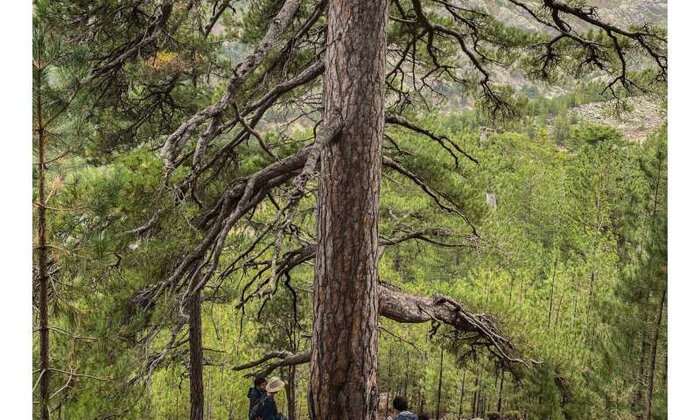 تغییرات آب و هوایی درختان را از قارچهای نگهدارنده، دور میکند