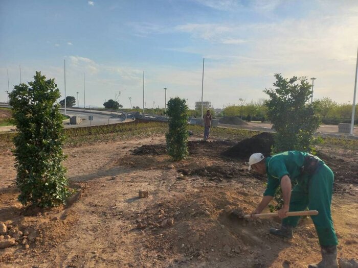 تلاش برای حفظ درختان و توسعه فضای سبز در پایتخت