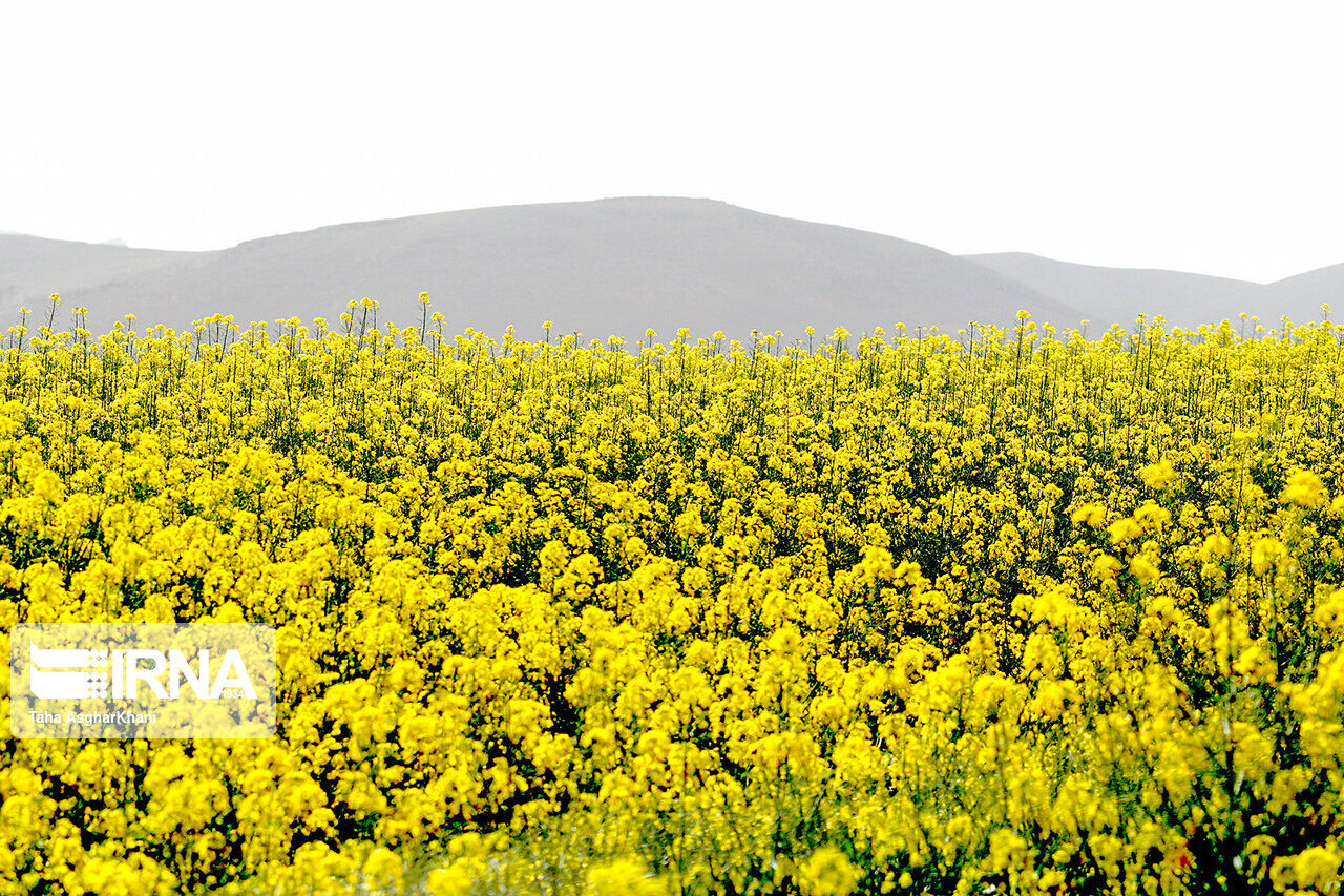 خرید تضمینی کلزا در آذربایجان شرقی ۲۰ درصد افزایش یافت خرید تضمینی کلزا در آذربایجان شرقی ۲۰ درصد افزایش یافت